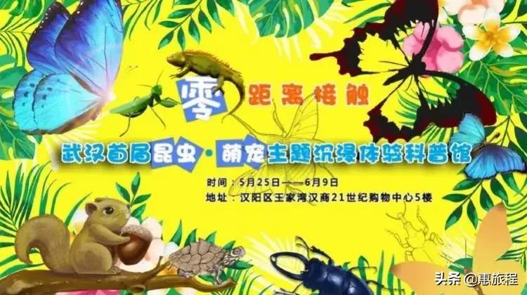 只要19.9元！3000+昆虫萌宠来袭！首届昆虫萌宠主题沉浸展空降武汉