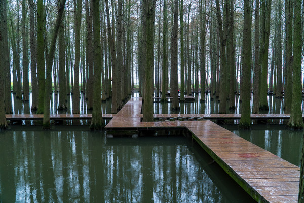 踏春赏花正当时，打卡千垛水上油菜花！玩转兴化景点美食全攻略