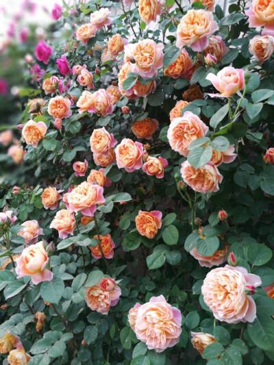 适合院子种的藤本月季品种,好养的藤本月季品种有哪些优点