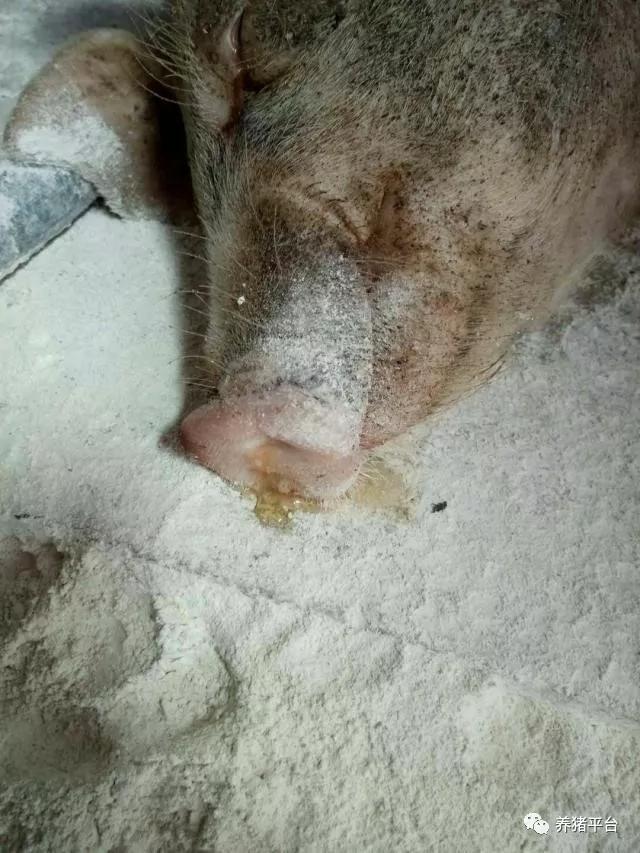 百病从肝治？技术老师给你最最实用的猪场保肝方案