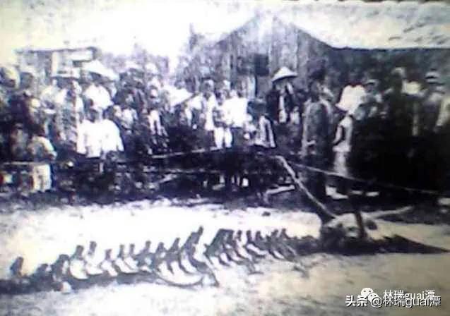 龙真实存在吗天涯论坛,龙真实存在的神评论