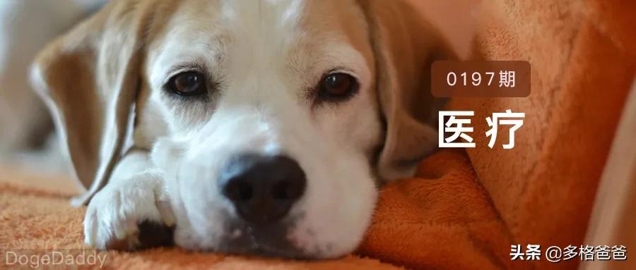 宠物疾病诊疗与处方手册讲解,常见宠物疾病药物治疗指南