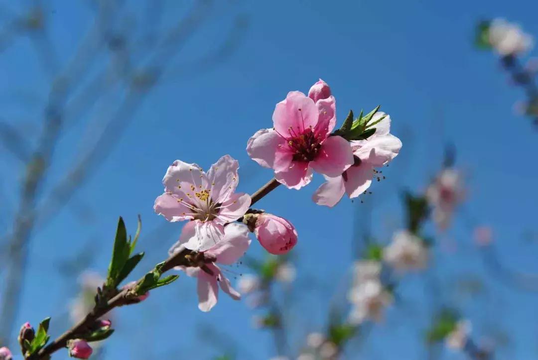 清明去哪儿玩|盘点那些值得打卡的北京周边小众景点！