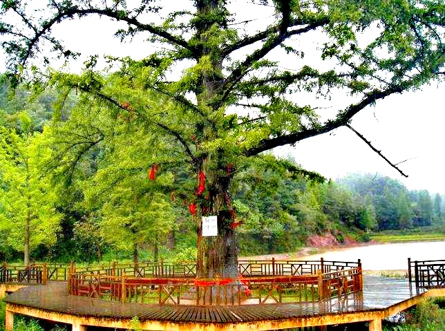 湖北恩施水杉在哪里,恩施水杉公园