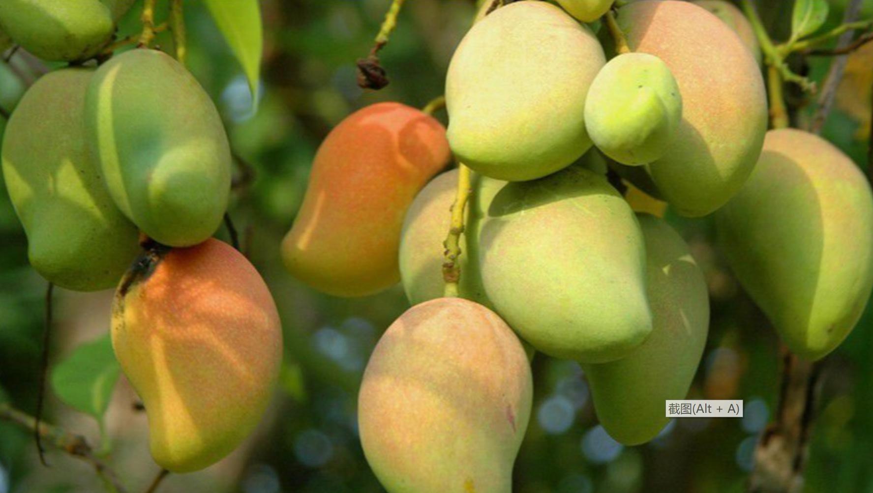 最全芒果评测,十大最好芒果排名