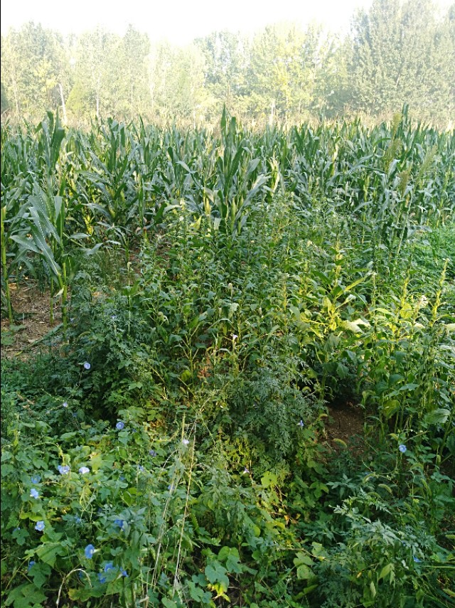 王玉：余沟初秋与老城老人