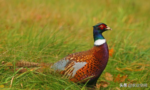 山鸡养殖新模式,养殖山鸡新技术