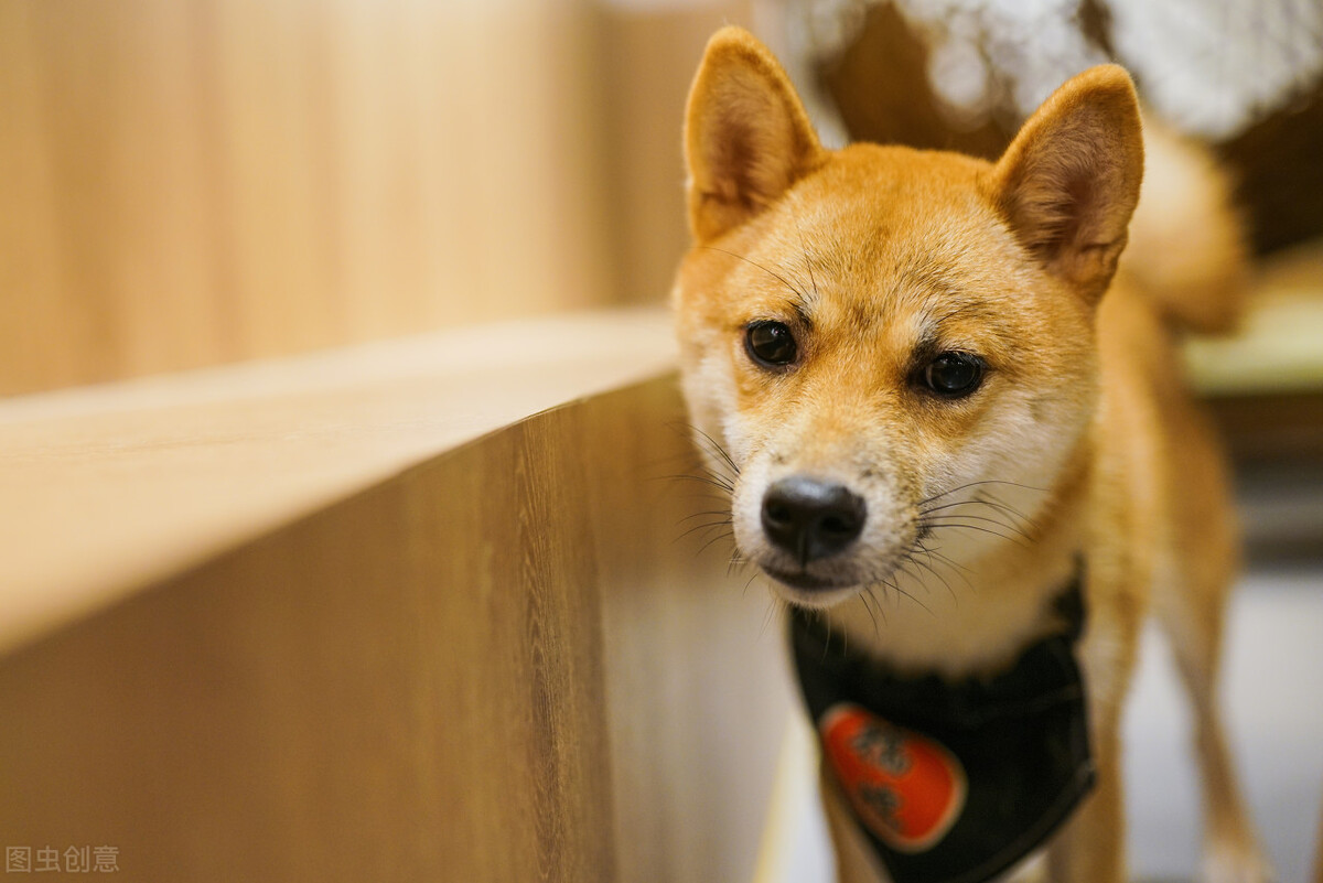 因表情包走红网络,网红柴犬表情包我只想拥有快乐