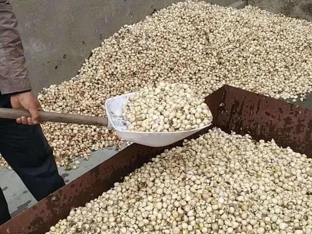 30年前2毛一斤，山上随便挖，如今1斤直逼50元，靠种植才够用