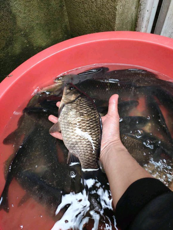 这个季节鲫鱼上浮不开口怎么办,春钓鱼儿上浮不开口怎么办