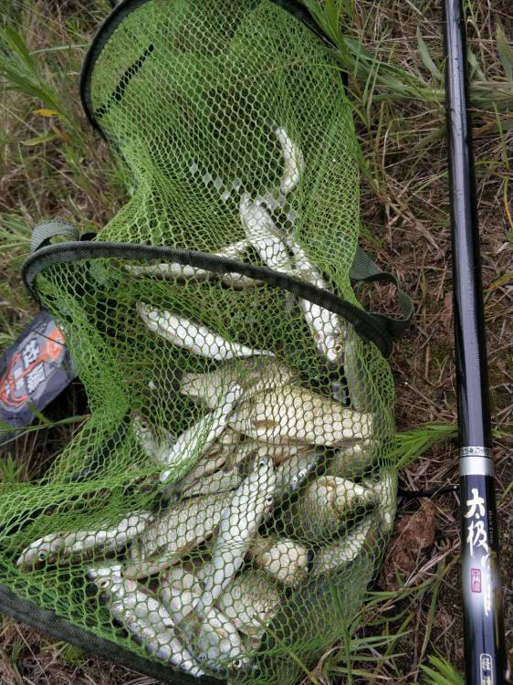 新手选鱼竿怎么选,新手怎么选鱼竿最合适