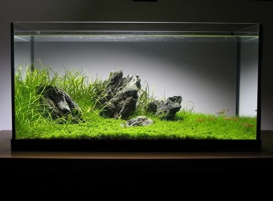 草缸能不能用河沙,草缸能用沙子养鱼吗