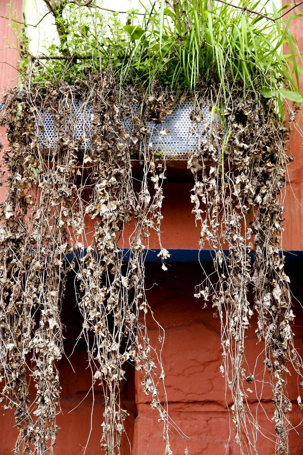 津门网金熙男：彩色小镇