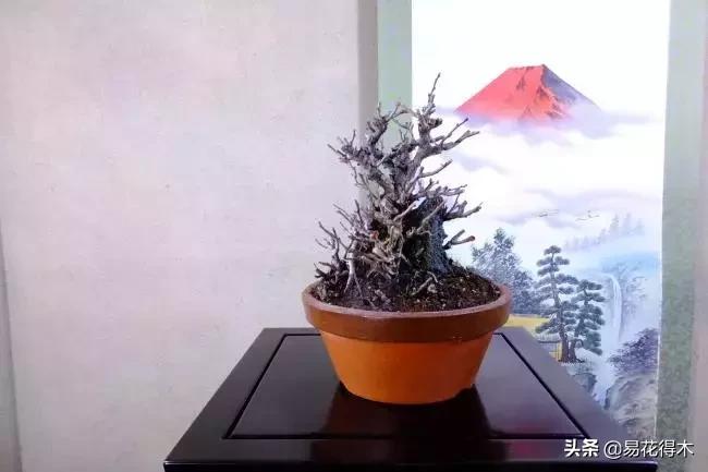 日本长寿梅欣赏,日本长寿梅盆景枝条养护