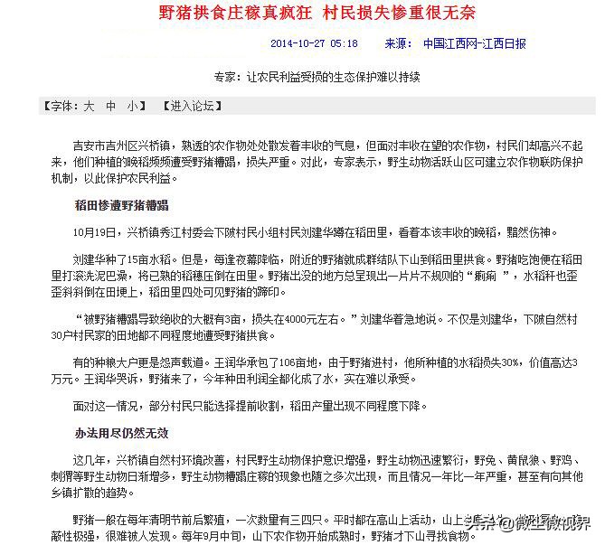 农村野猪保护意识,野猪泛滥自然保护