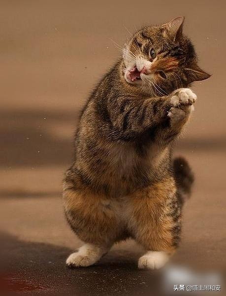 猫咪爪子为什么那么贱,盘点猫咪的爪子有多贱