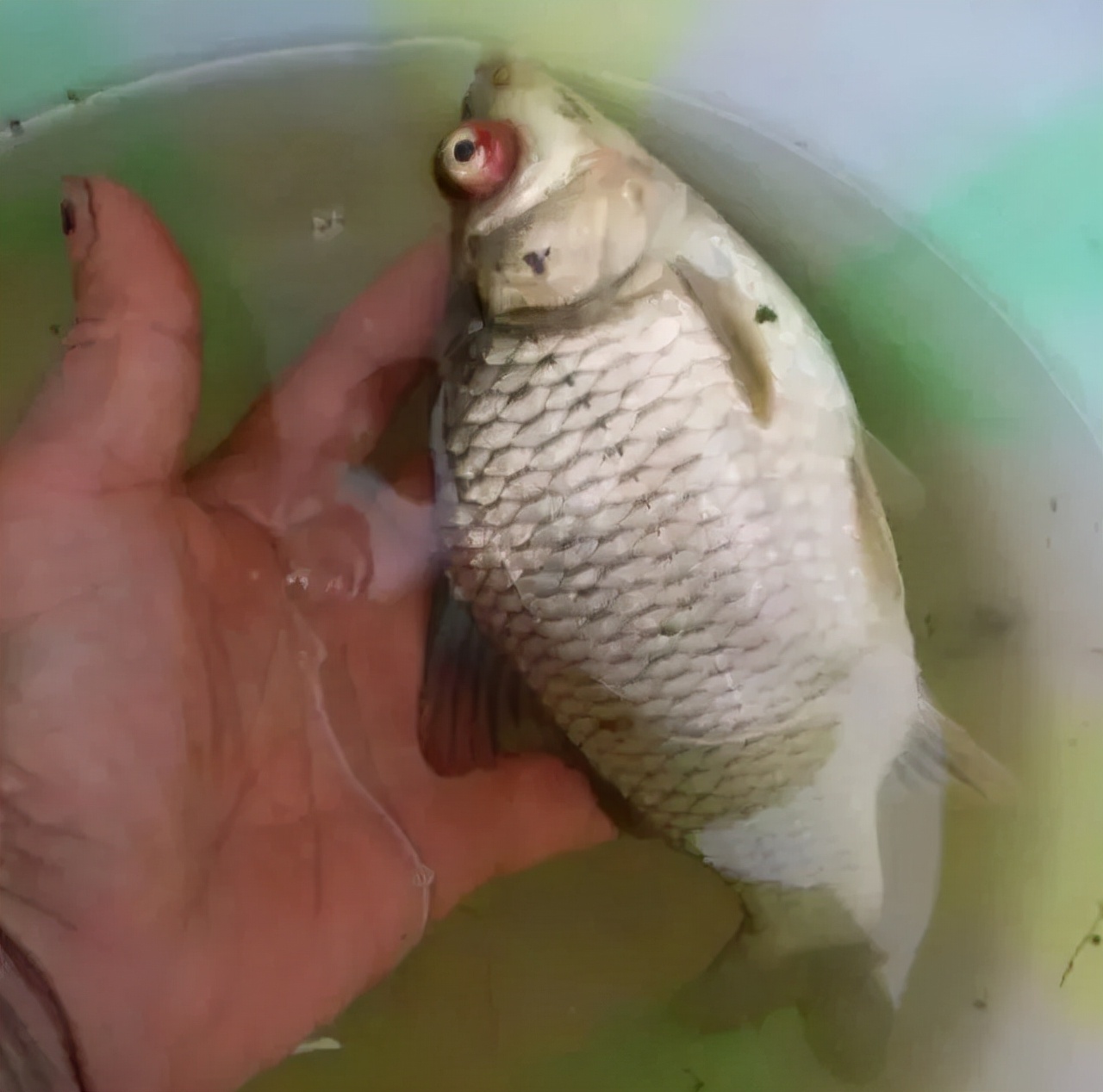 水产鱼鳃虫怎么治疗最好,鱼鳃霉病图片