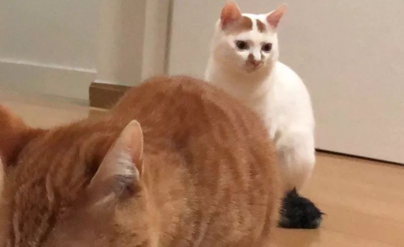 猫咪挑食不怎么吃怎么办,猫咪怎样的表现证明它是挑食了