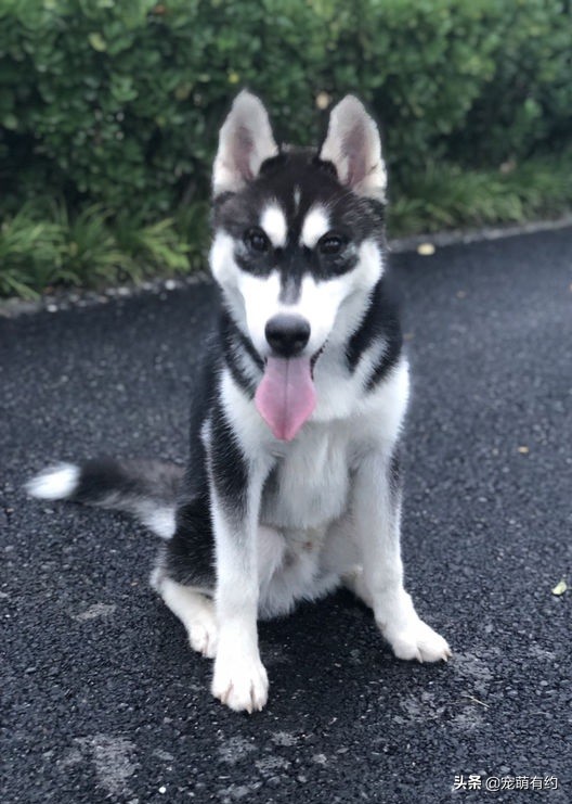 哈士奇不只是拆家他还拆狗,哈士奇不光拆家还会拆车