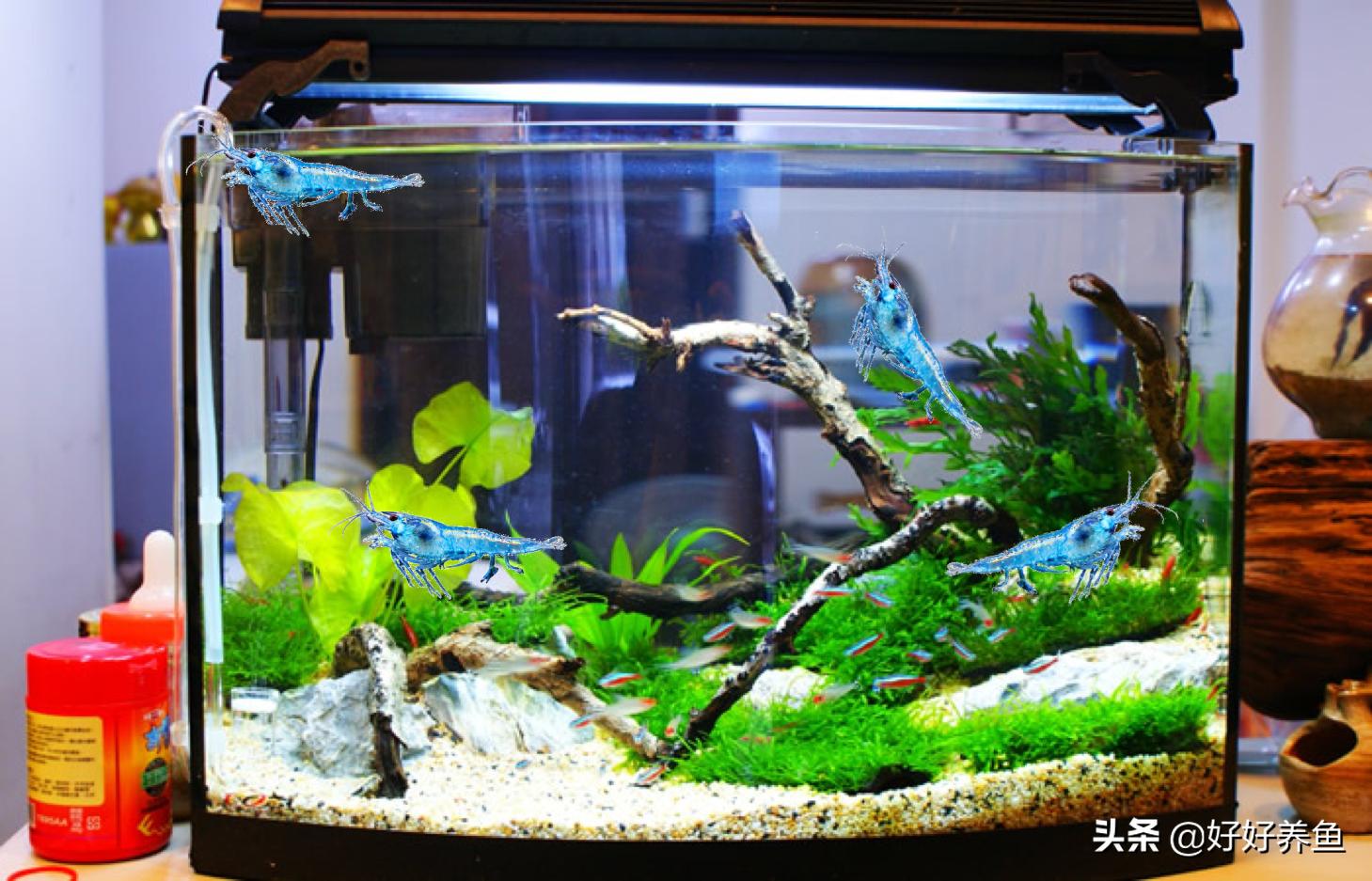 鱼缸换水注意事项养鱼老道,鱼缸养鱼换水的重要性