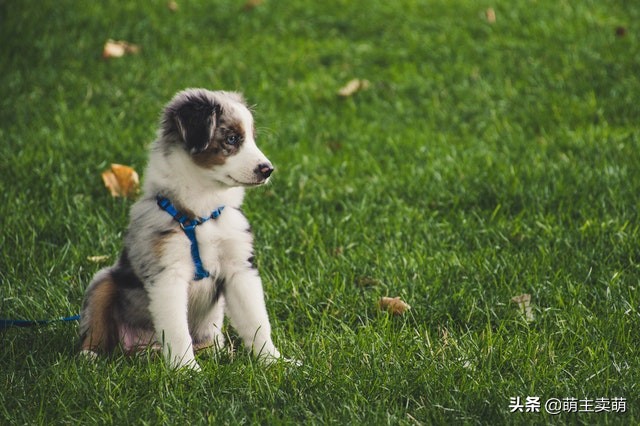 狗狗皮肤变黑怎么回事,狗狗被咬伤后皮肤开始变黑