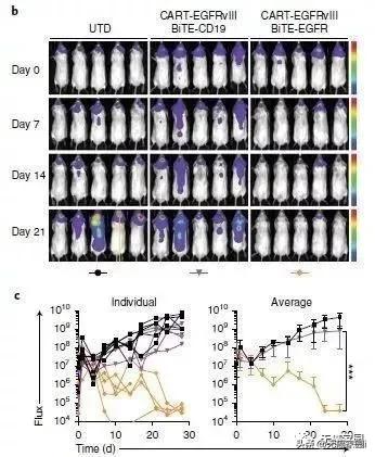 car-t细胞疗法国内治愈案例,car-t治疗胶质瘤成功的案例