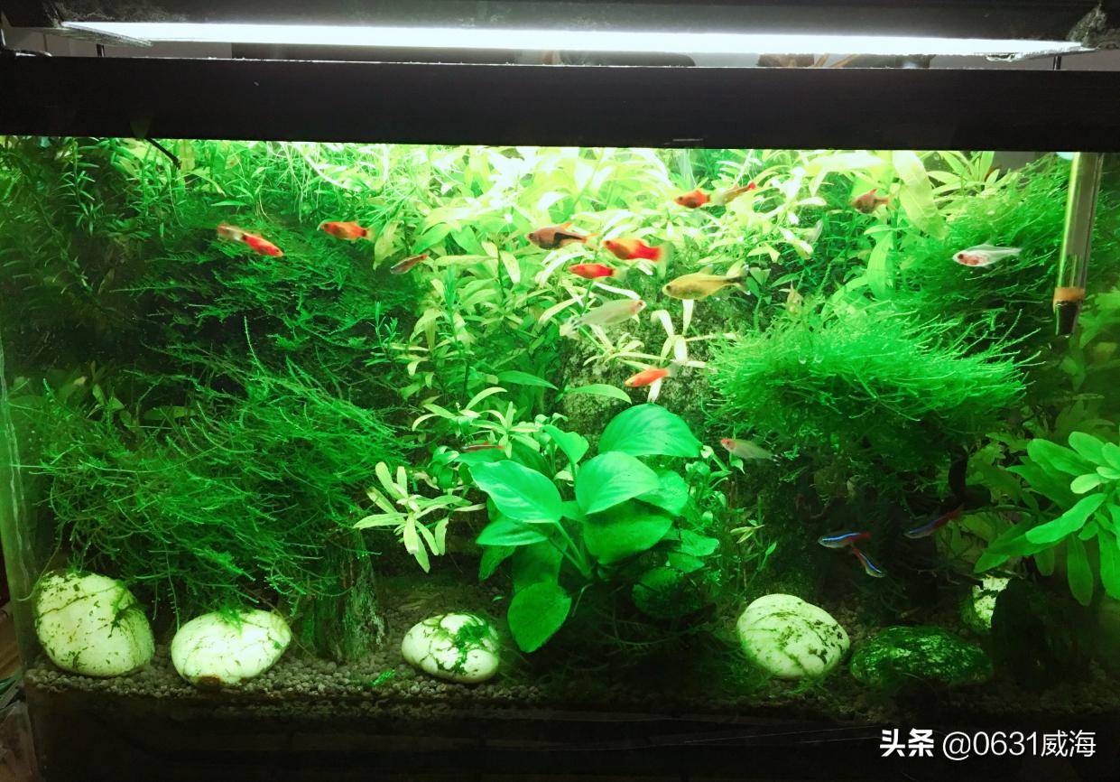 水草缸开灯设置时间,水草缸里的水草能维持多久