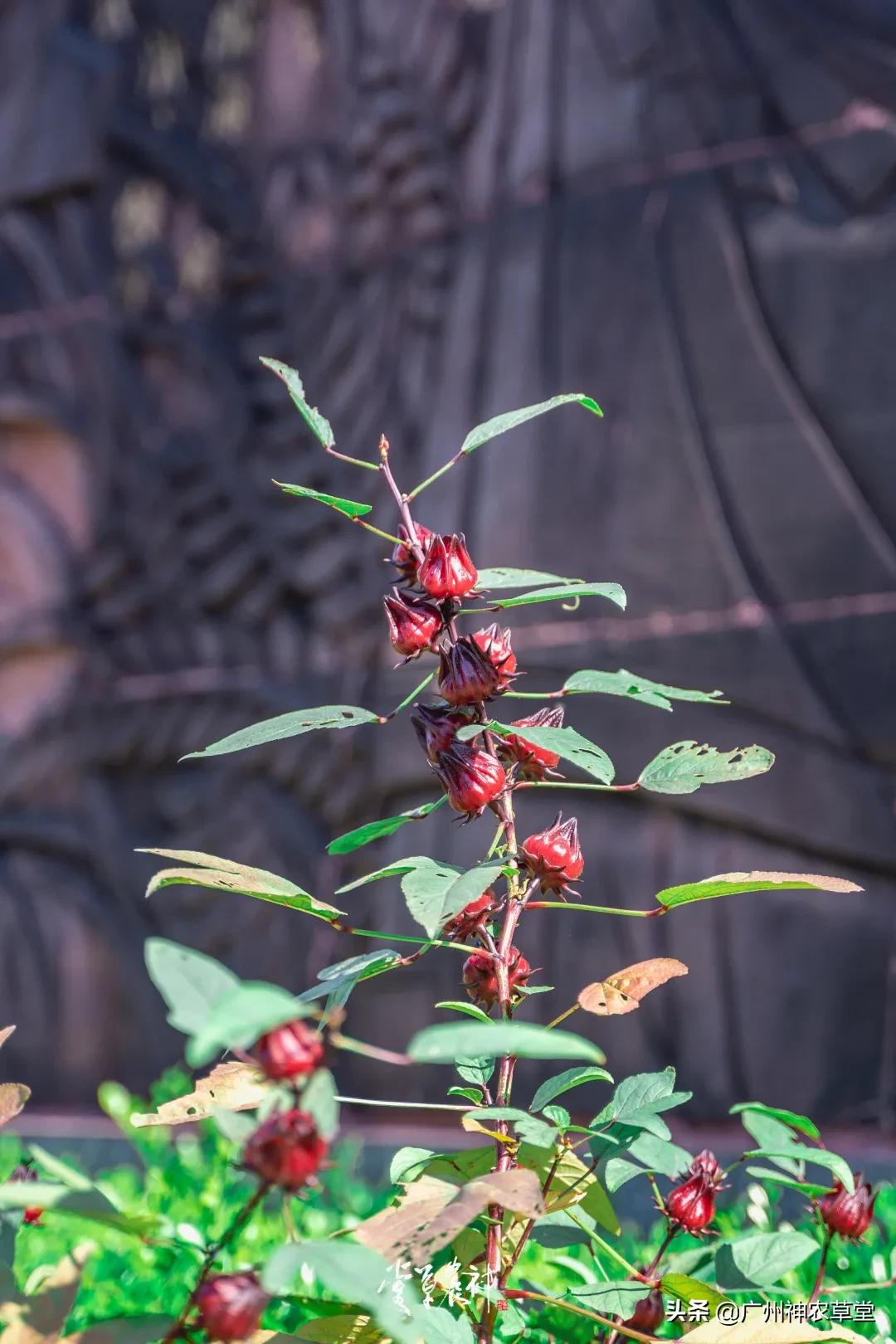 可以泡茶的冷门中药材,中草药泡茶系列有哪些