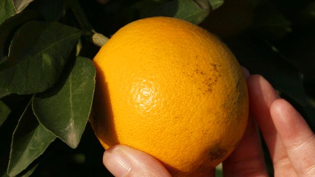 超爽福利暴击！高山神秘“金疙瘩”,甜蜜你的冬天