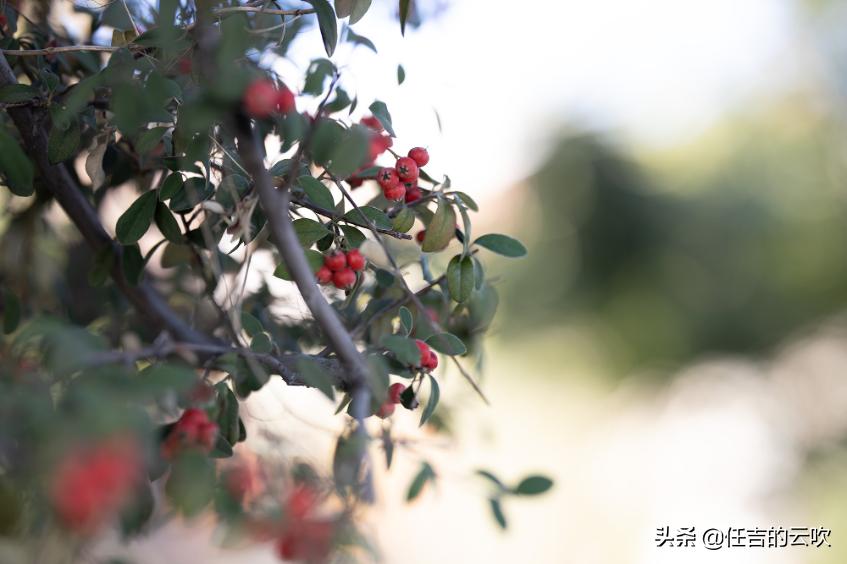 佳能rf85f1.2镜头值得买吗,佳能rf851.2与rf851.2ds测评