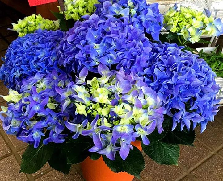 一加仑绣球长几年能长大,绣球扦插苗如何让其快速长大