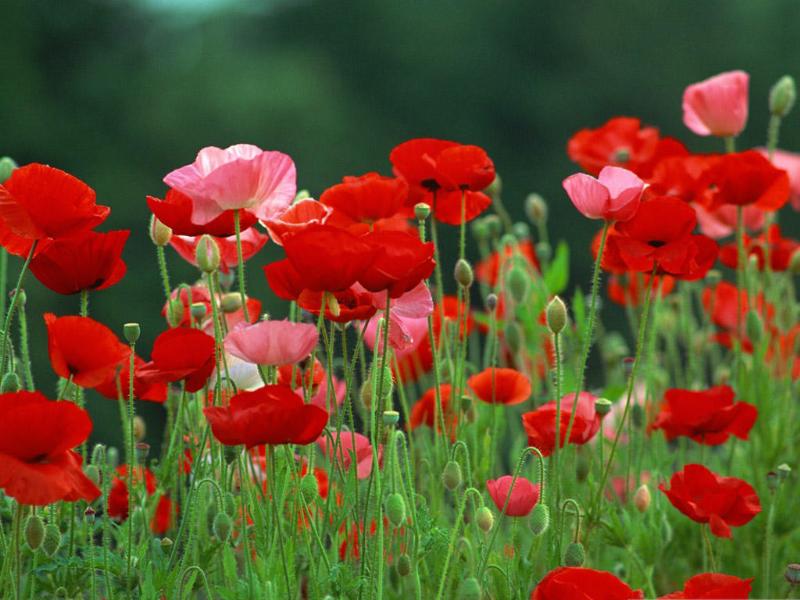 每朵花都有一个感人的爱情故事,每一朵花都藏着一个感人的故事