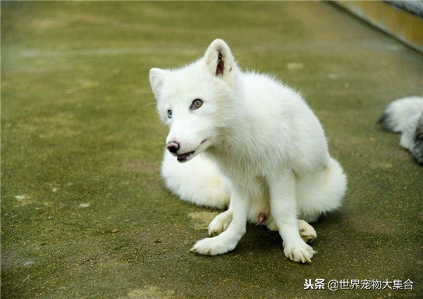 狐狸有狐臭的视频,请问狐狸身上真的有狐臭吗