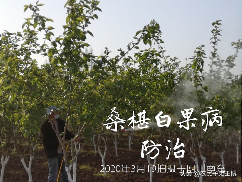 桑葚白果病什么时候防治,桑葚得白果病怎么补救