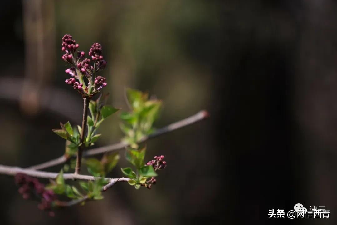 天津新开放的公园,天津水西公园现在恢复开放了吗