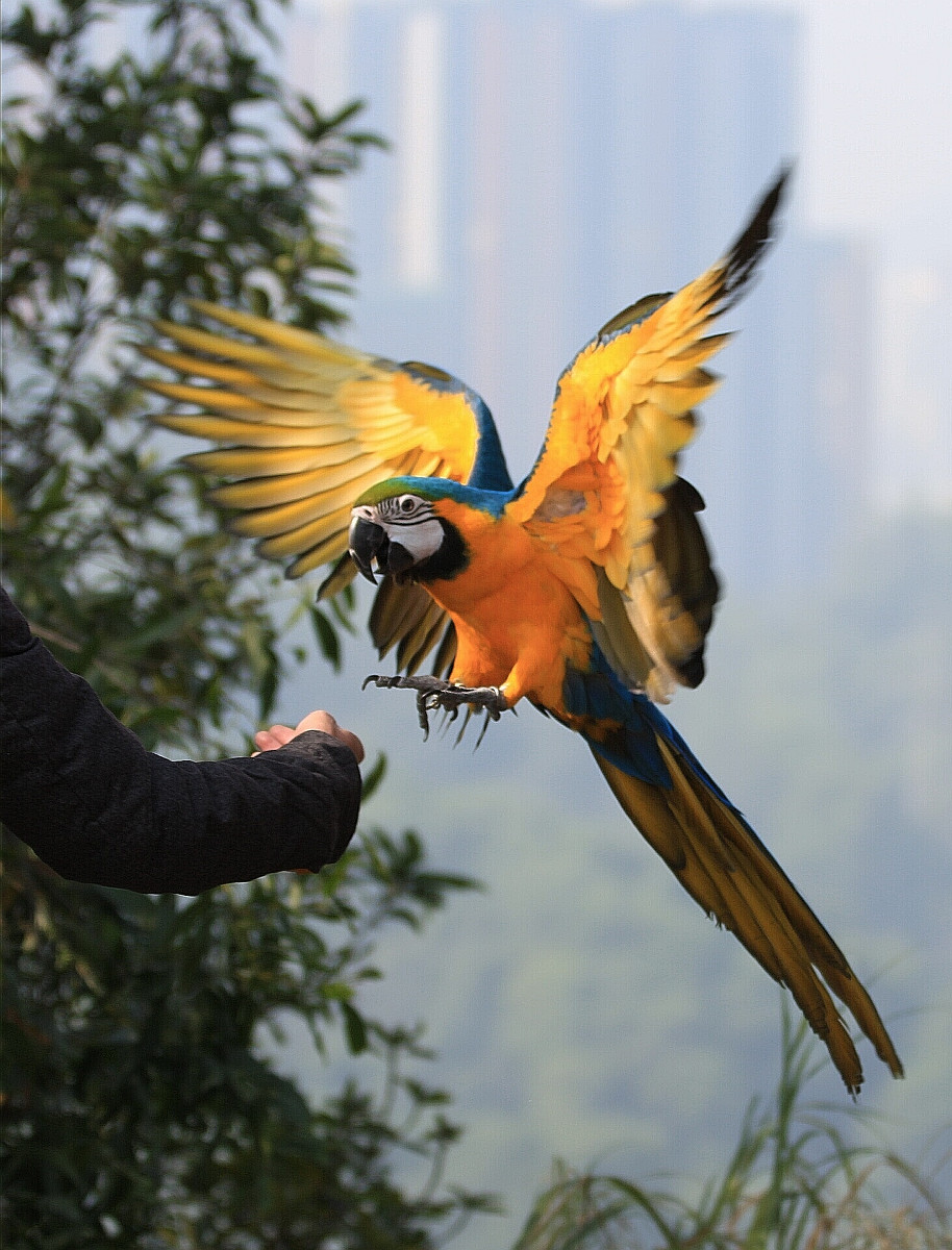 12岁少年鸟神,12岁天才少年懂鸟语
