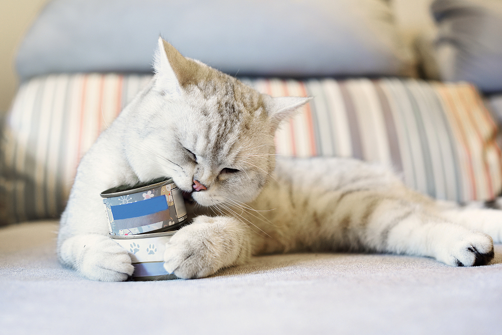 为什么要给猫吃蛋黄,为什么要给猫吃冻肉