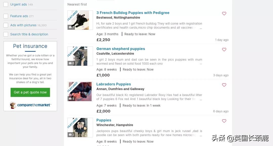 在英国哪里可以买宠物,英国如何饲养宠物猫咪