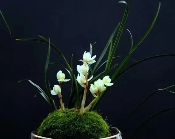 这才是世界上最贵的花卉,十大名贵花卉家养