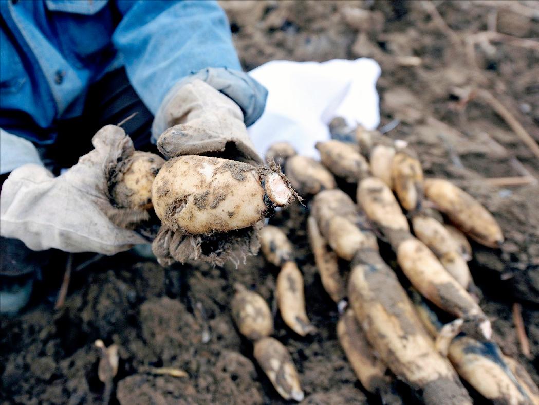 莲藕怎么煮法不会黑,怎么熬莲藕排骨汤汤浓好喝