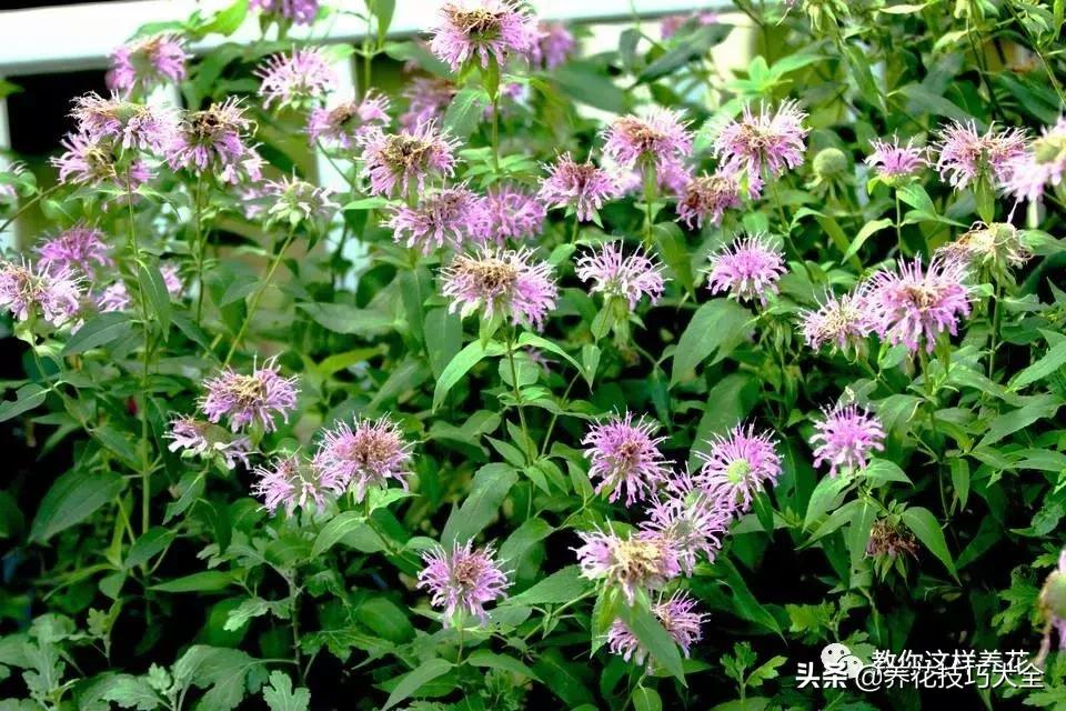 薄荷有清热解毒的作用吗,有一种特别清凉的薄荷