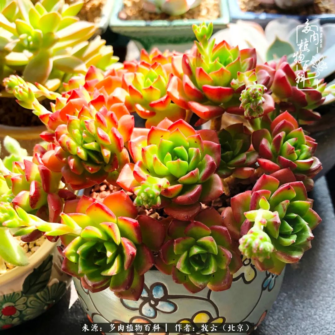 多肉植物一样的生机勃勃,多肉生活充满诗意