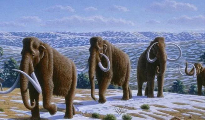 地球最大动物蓝鲸两百吨体重,地球最大的动物是什么动物