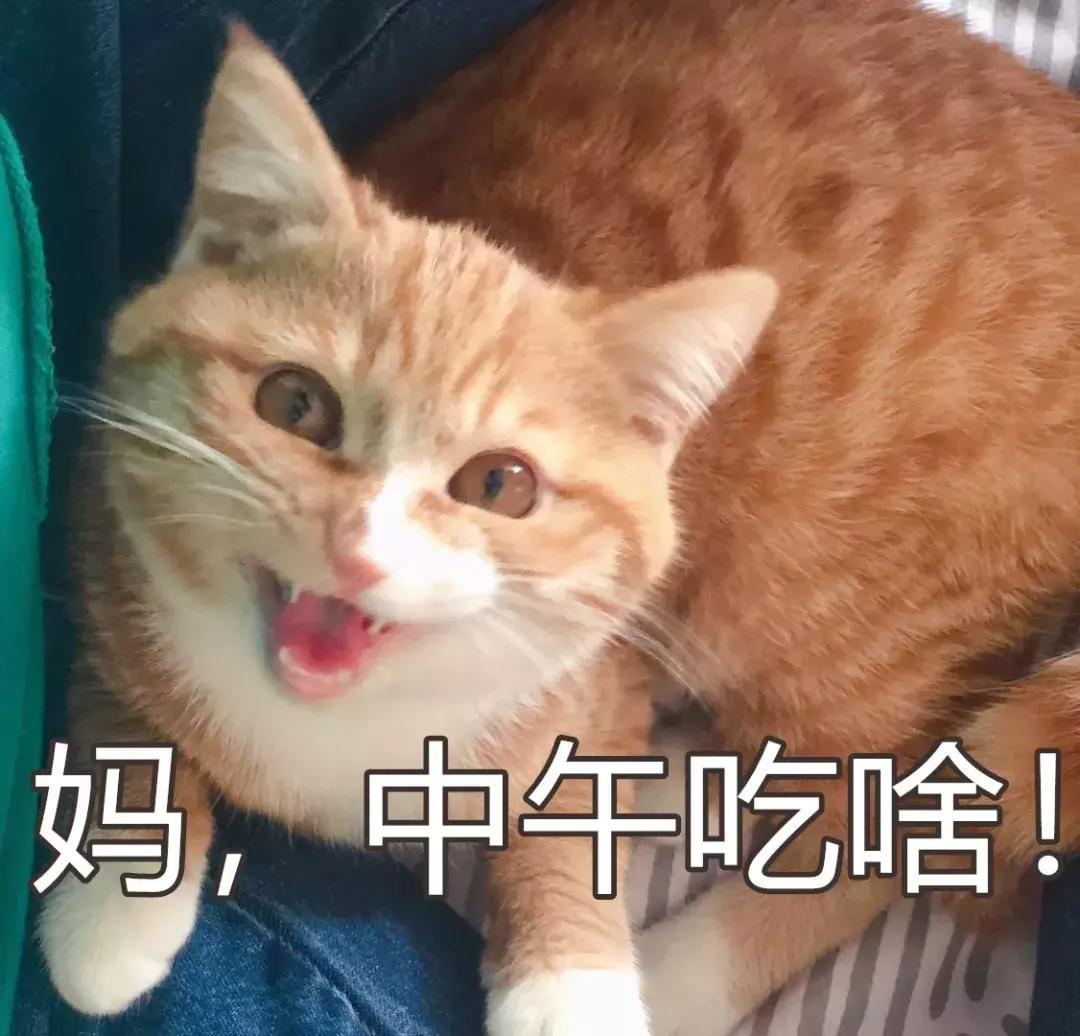 本国的猫可以听懂外国的猫叫吗 (中国的猫听得懂外国猫的叫声吗)