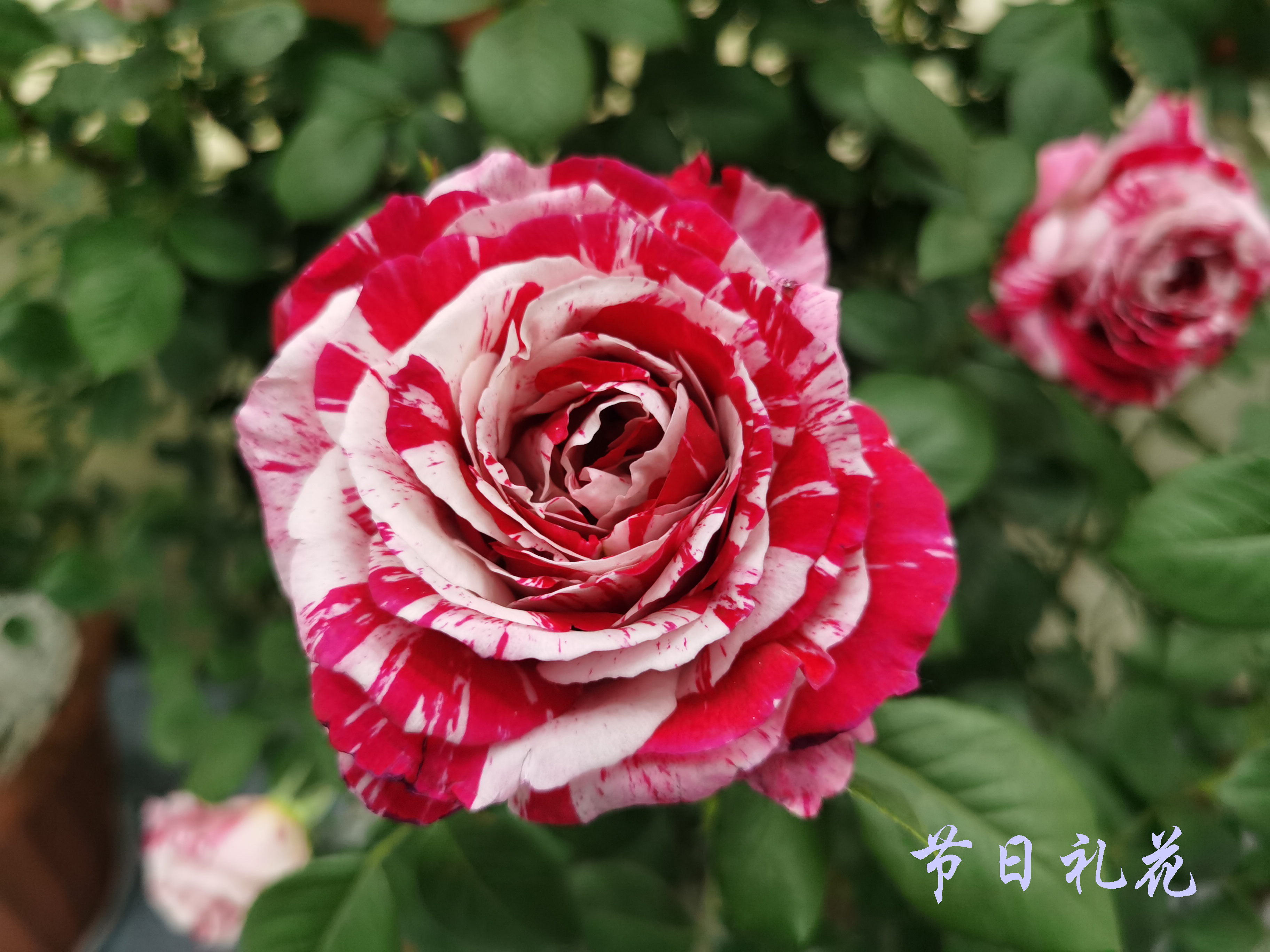 大兴月季园的月季有多少种,北京最大的月季基地在哪