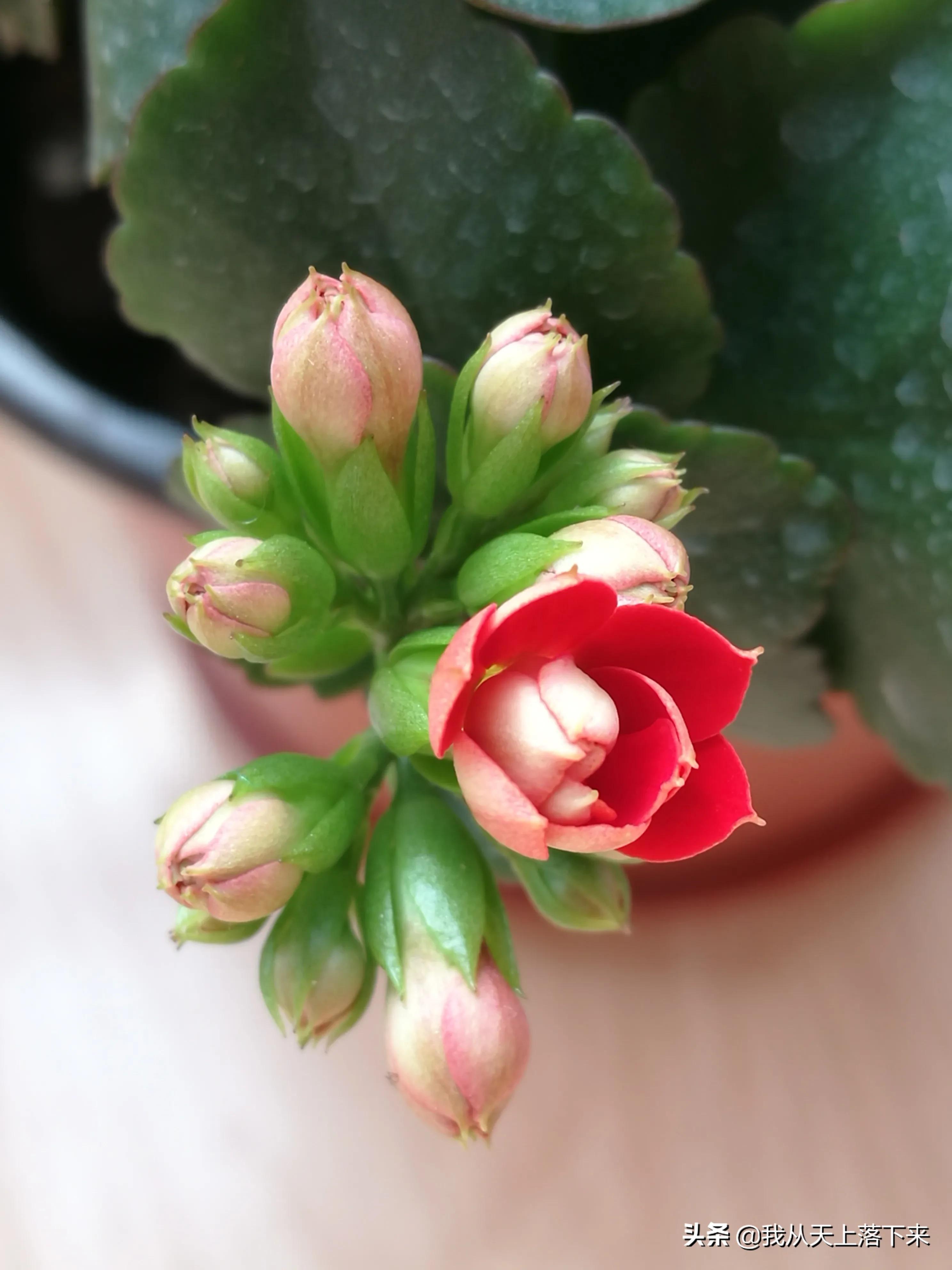 100张花朵美图,100张花图片大全