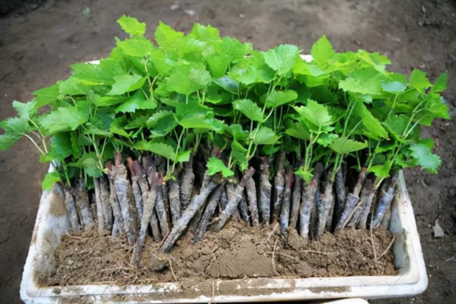 秋天扦插花苗,秋天扦插的小苗