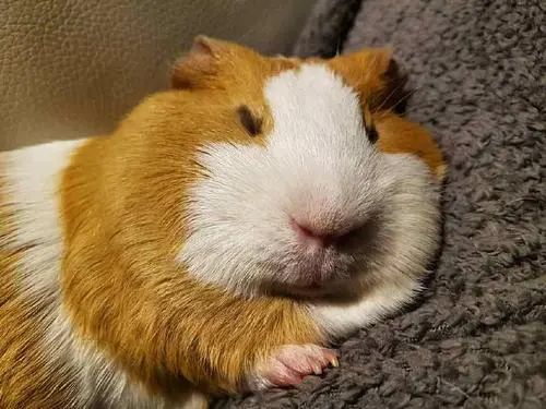 遇到惊吓便流产！天竺鼠胆子到底有多小？为啥会如此胆小呢？