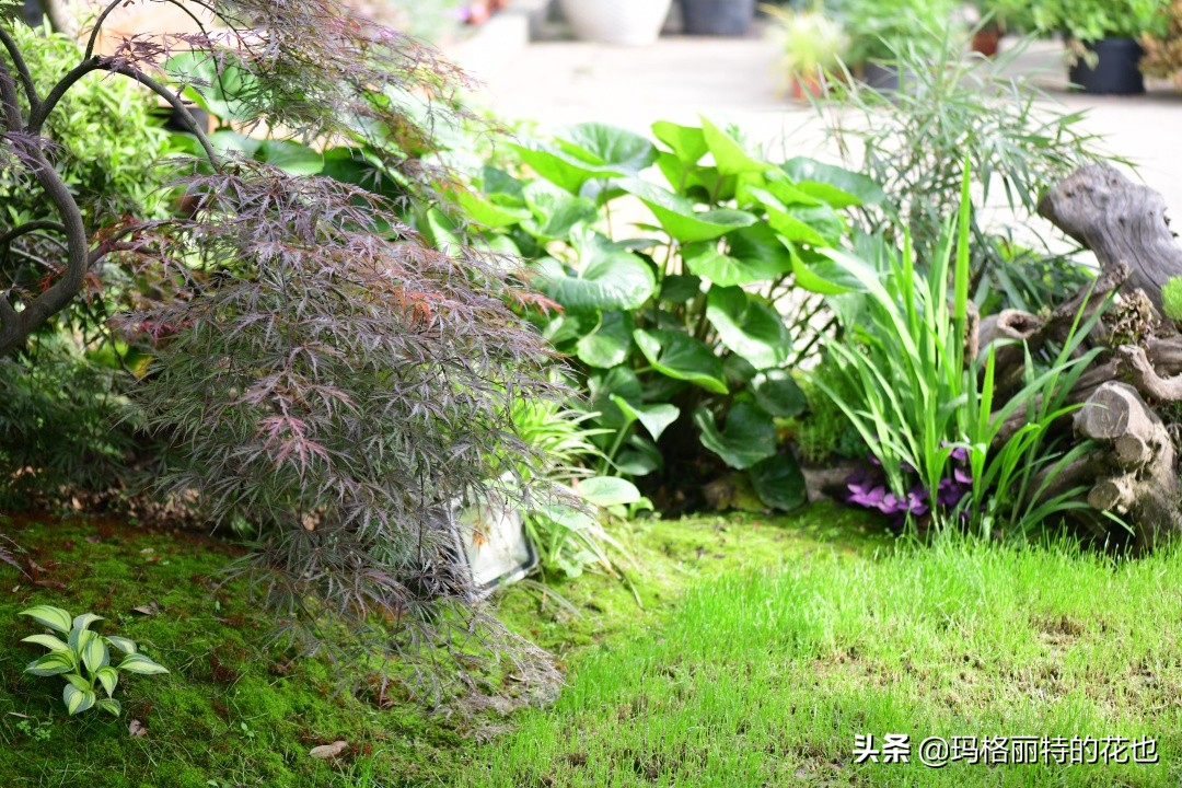 河马花园植物大全,荷马花园的月季