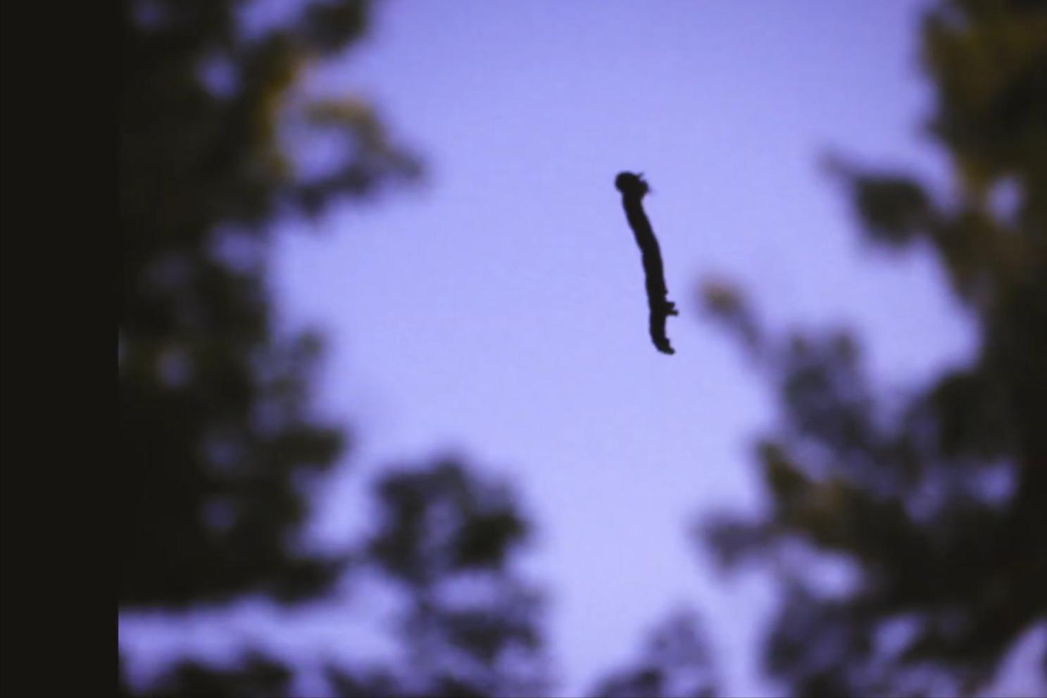 尺蠖虫子,尺蠖幼虫除虫剂可以消灭吗